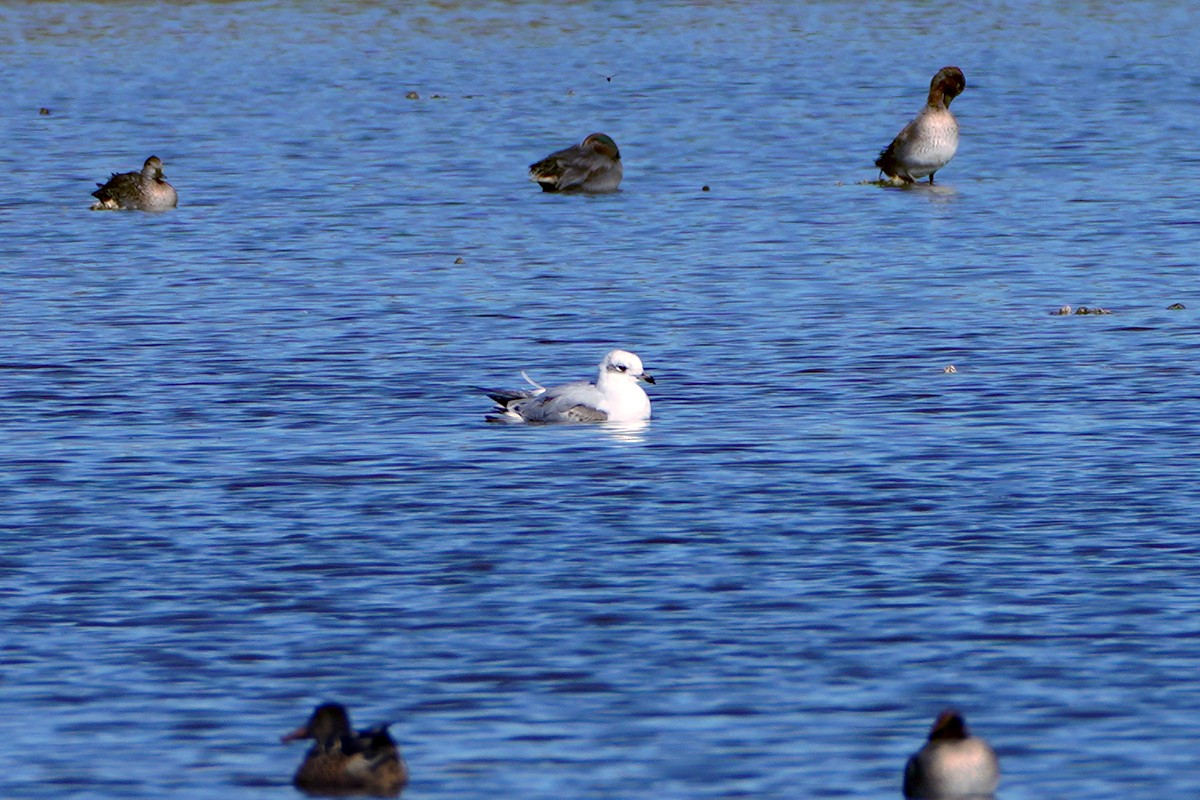 Mediterranean Gull - ML644928317