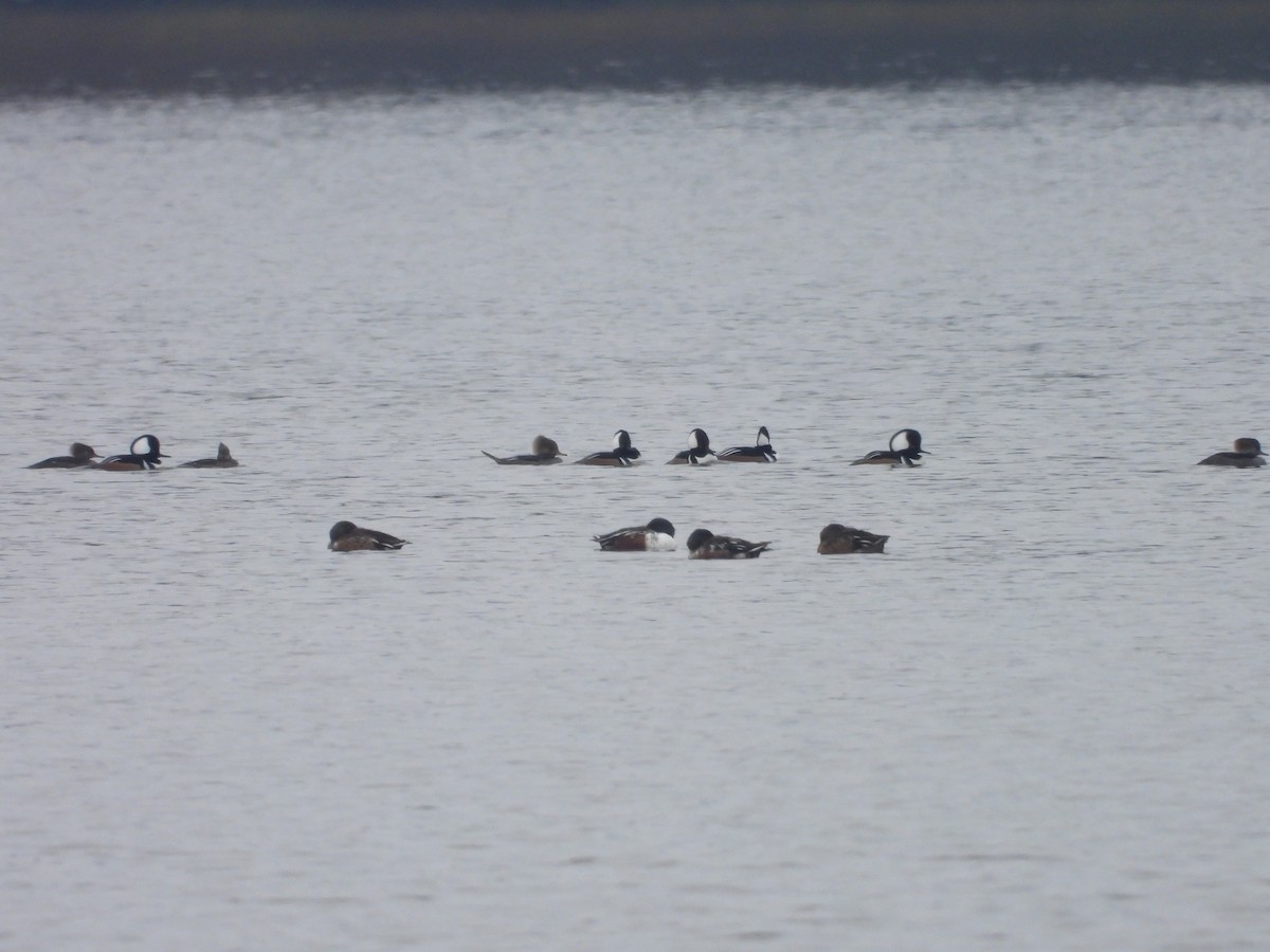 Капюшоновый крохаль - ML644928335