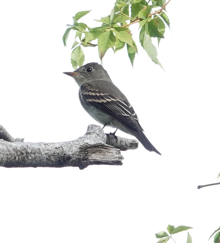 Eastern Wood-Pewee - ML644928336