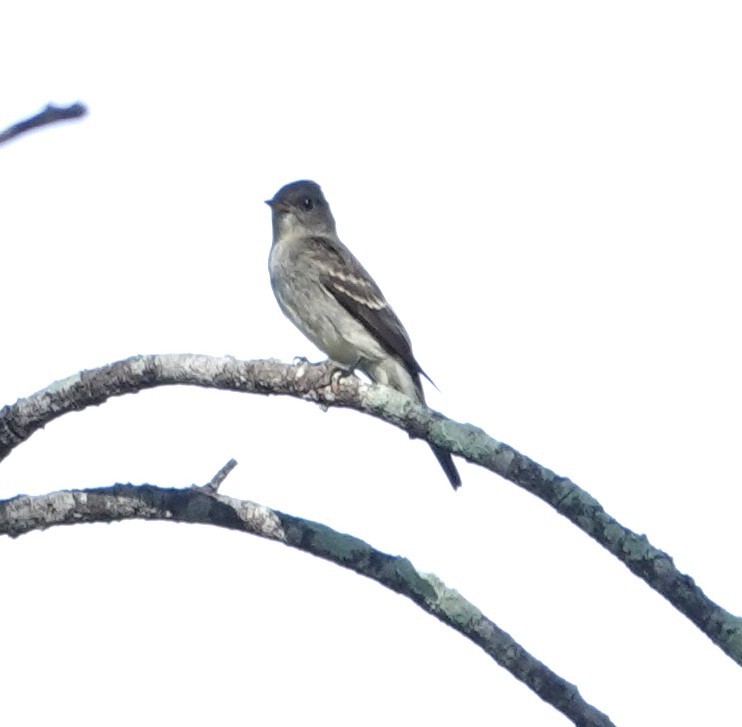 Eastern Wood-Pewee - ML644928337