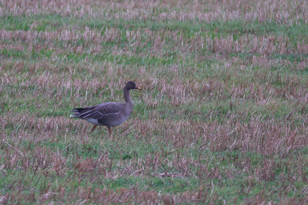 寒林豆雁 - ML644928353