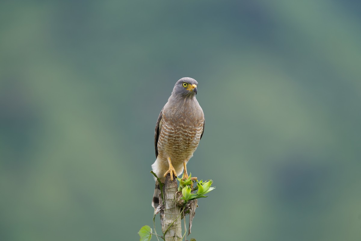 káně krahujová - ML644928355