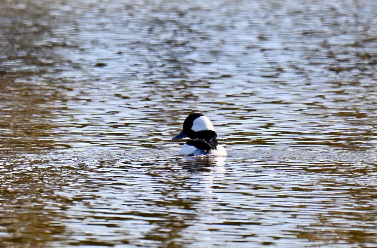 Гоголь-головастик - ML644928384