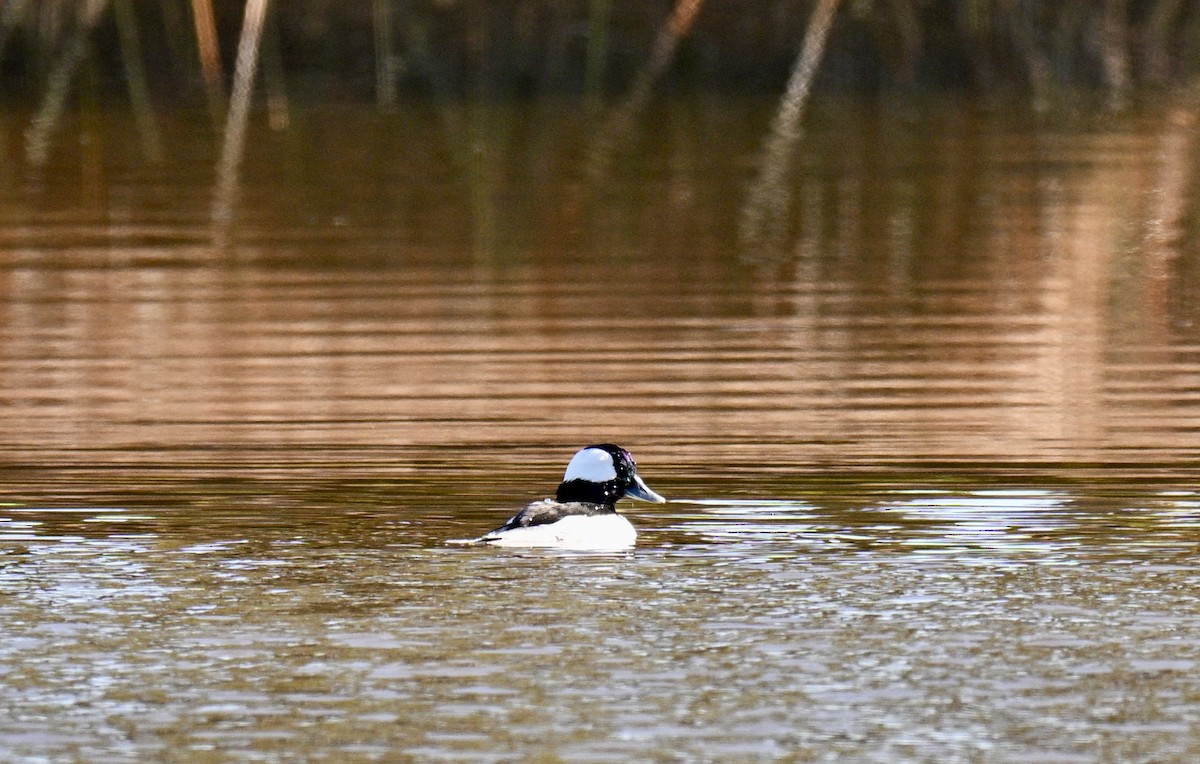 Гоголь-головастик - ML644928385