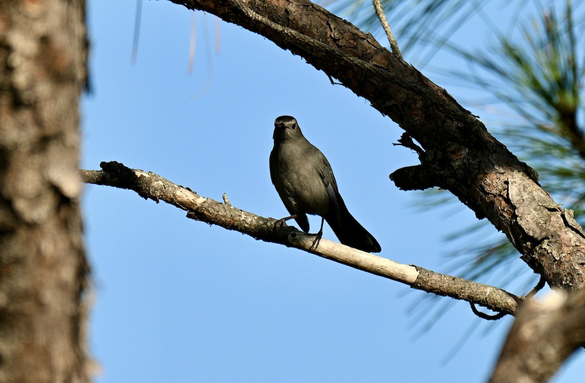Gray Catbird - ML644928405