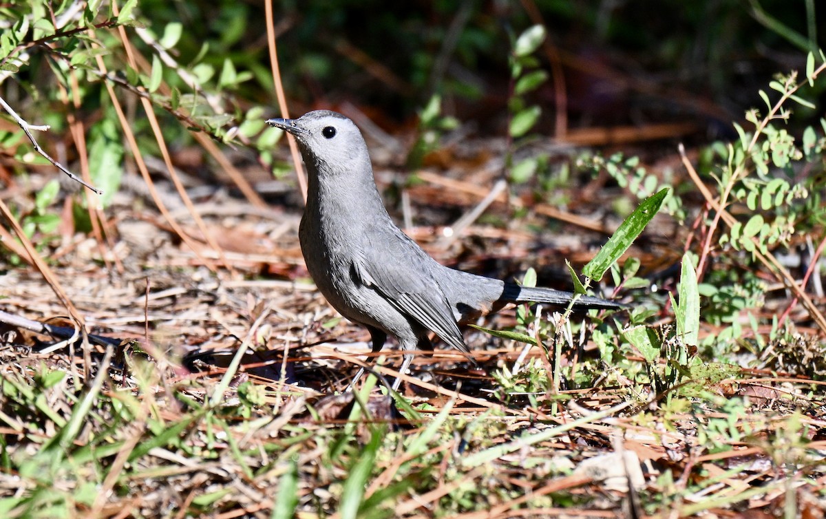 Gray Catbird - ML644928406