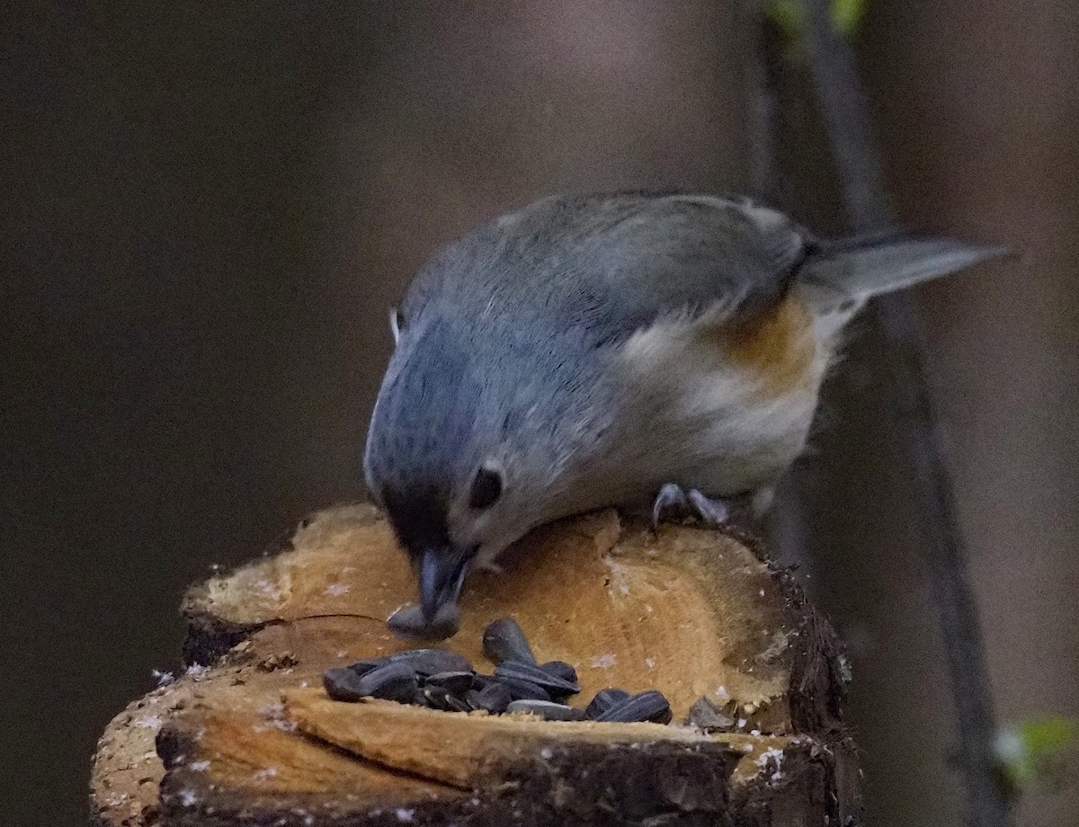 Tufted Titmouse - ML644928423