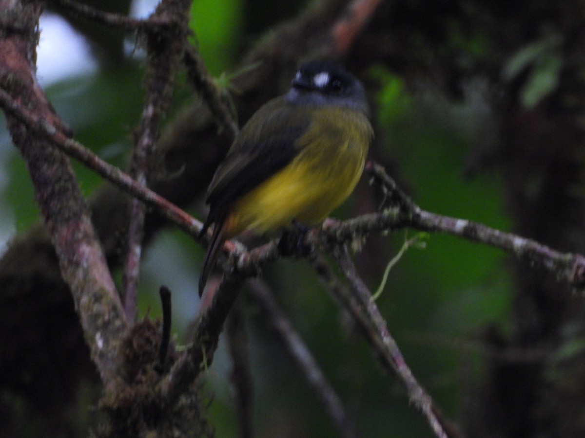 Ornate Flycatcher - ML644928438