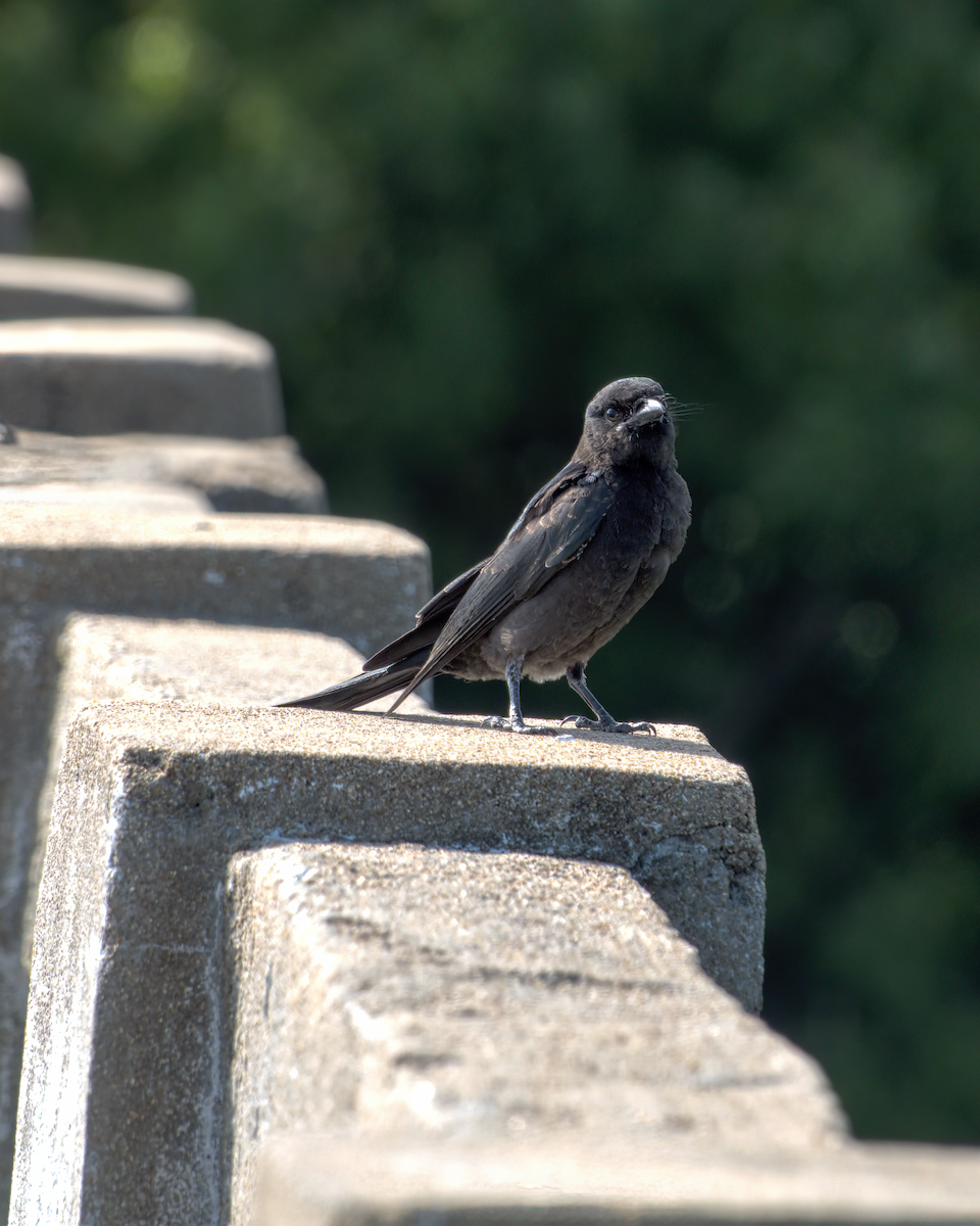 drongo černý - ML644928448