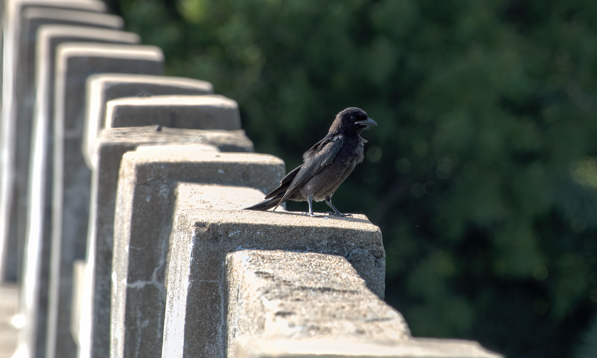 drongo černý - ML644928450