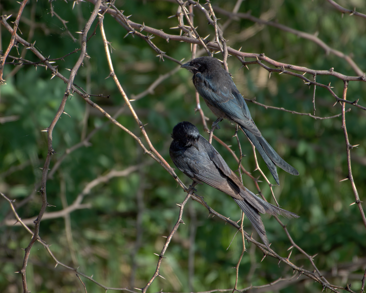 drongo černý - ML644928451