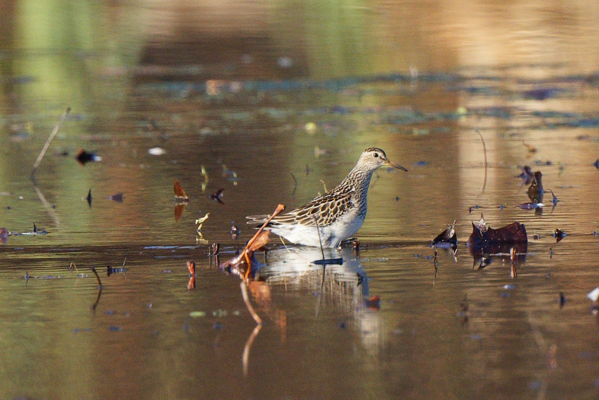 חופית כהת-חזה - ML644928452