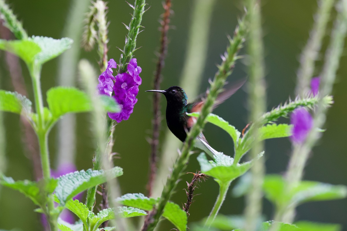 Black-bellied Hummingbird - ML644928463