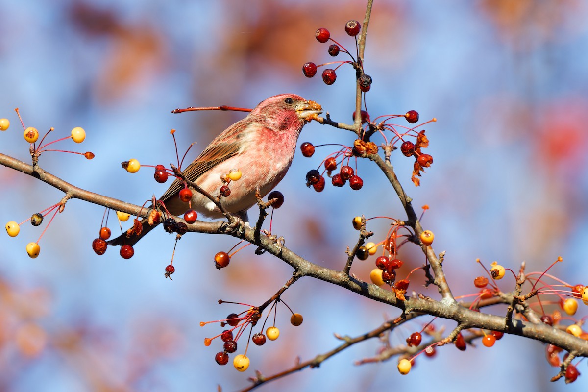 Purple Finch - ML644928475