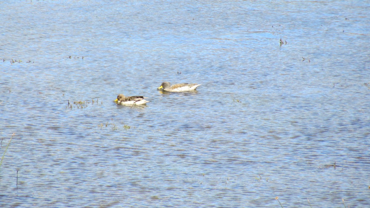 čírka kropenatá - ML644928476