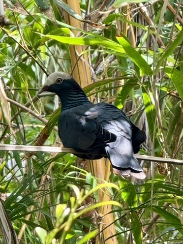 White-crowned Pigeon - ML644928480