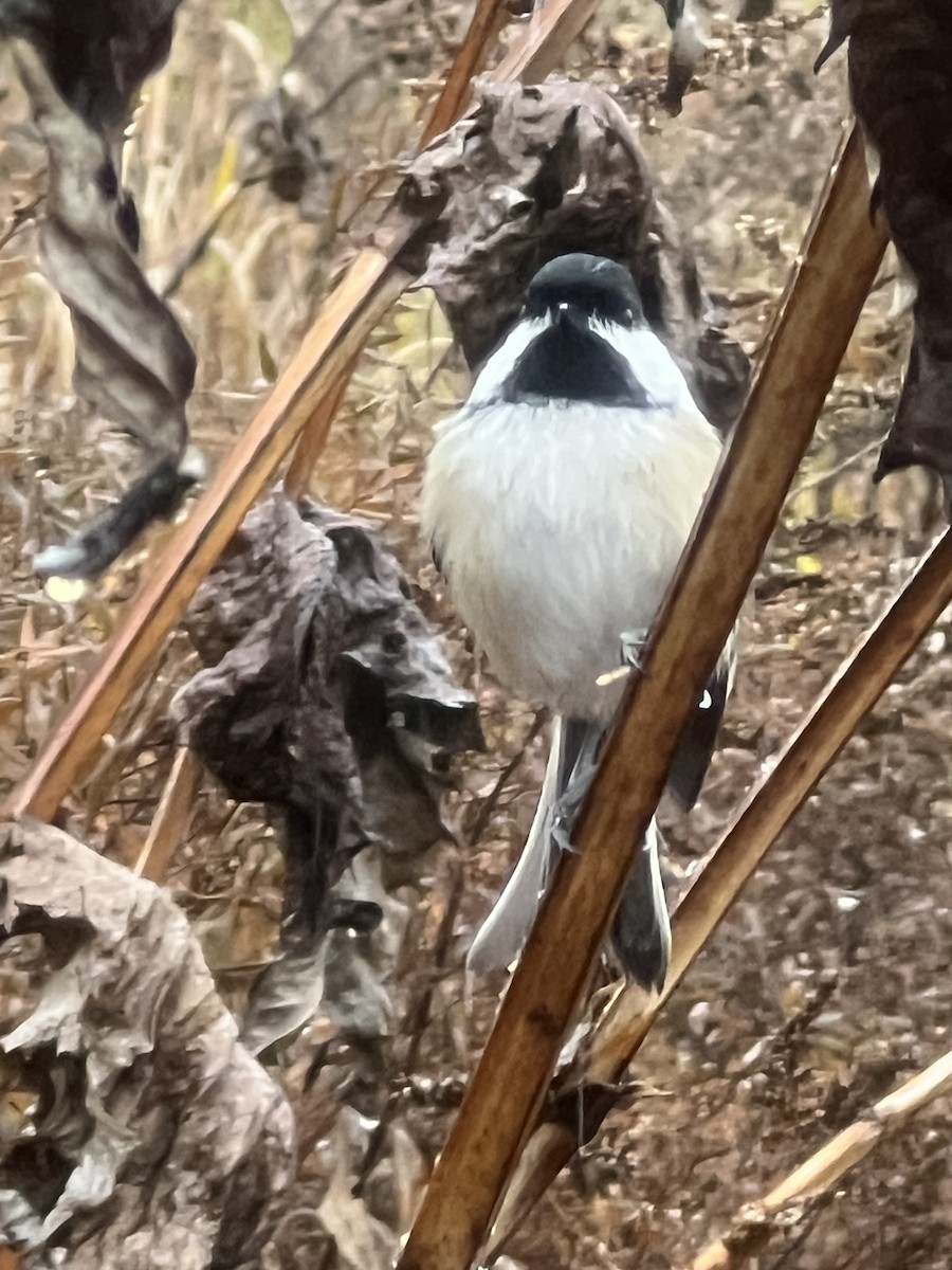 Black-capped Chickadee - ML644928538