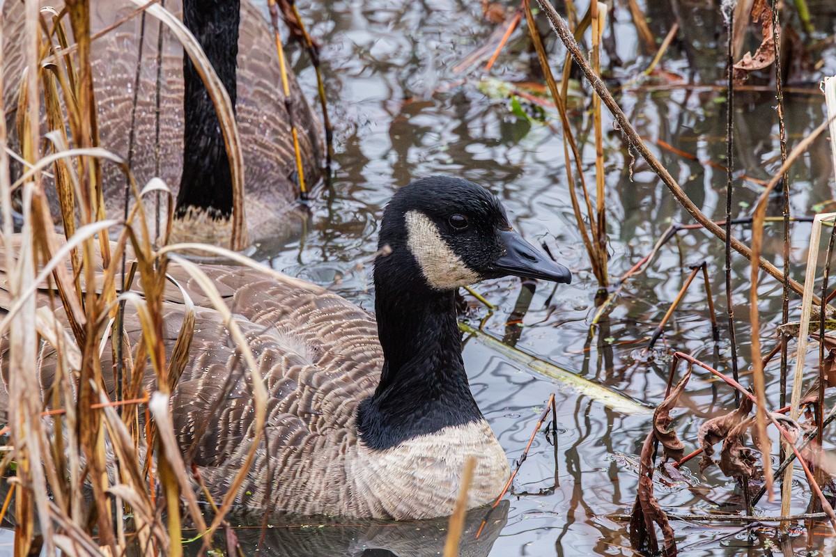 Canada Goose - ML644928576