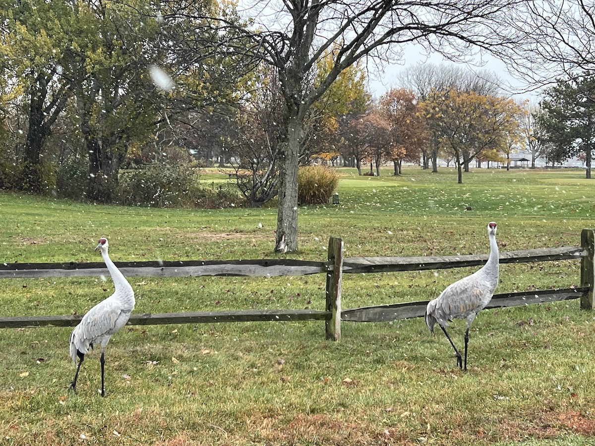 Sandhill Crane - ML644928579