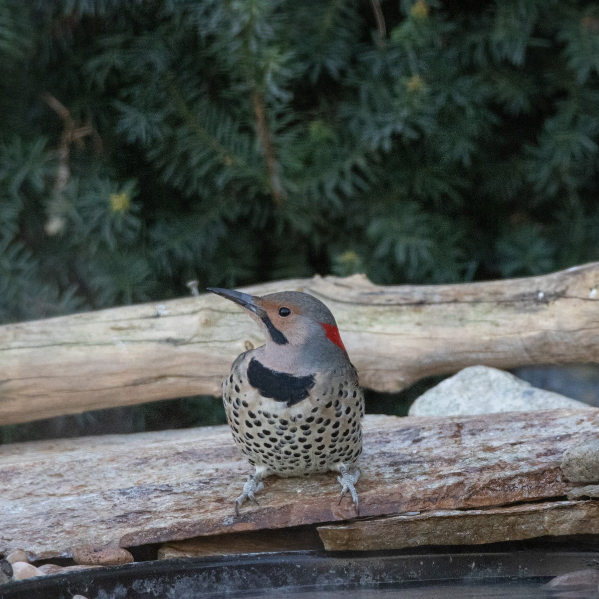 Northern Flicker (Yellow-shafted) - ML644928591