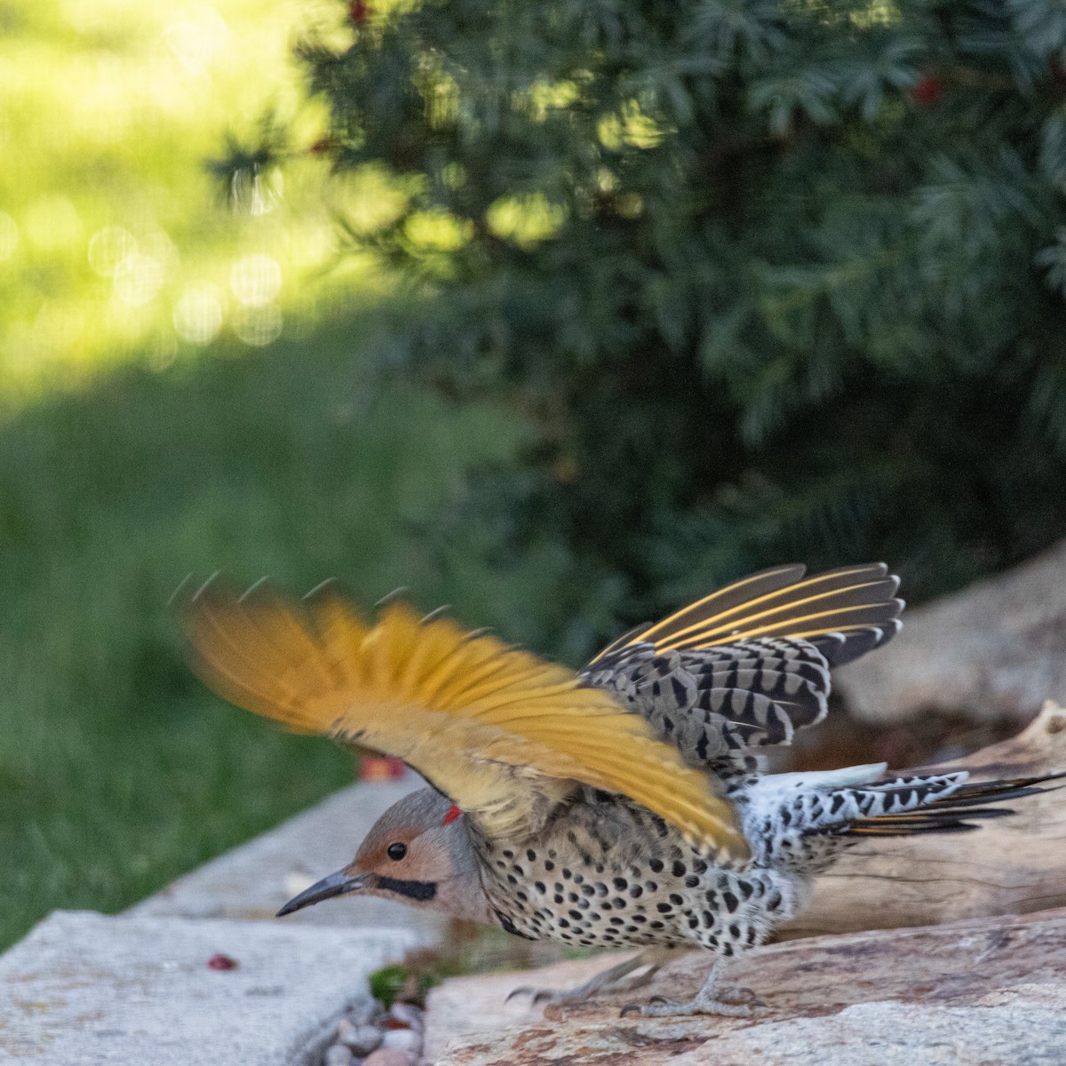 Northern Flicker (Yellow-shafted) - ML644928592