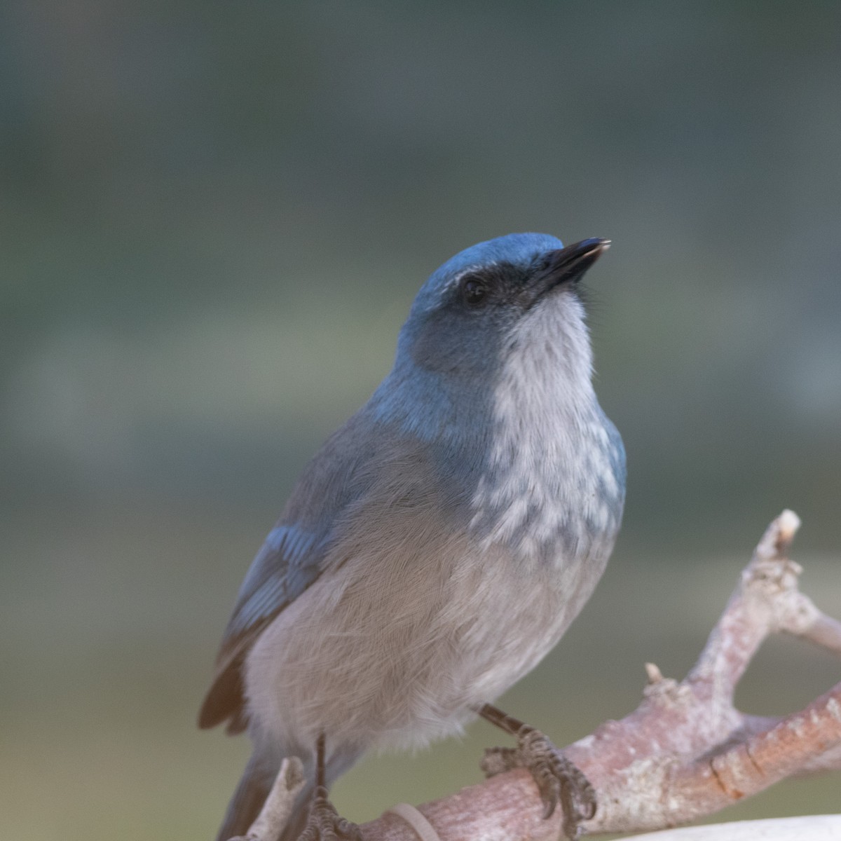 Woodhouse's Scrub-Jay - ML644928607