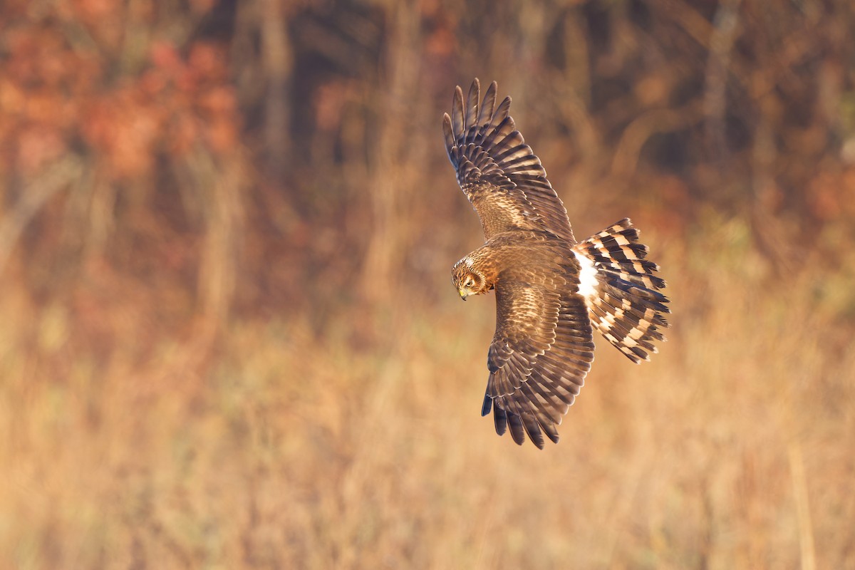 Northern Harrier - ML644928614