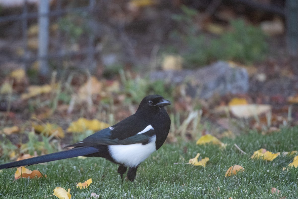 straka americká - ML644928615