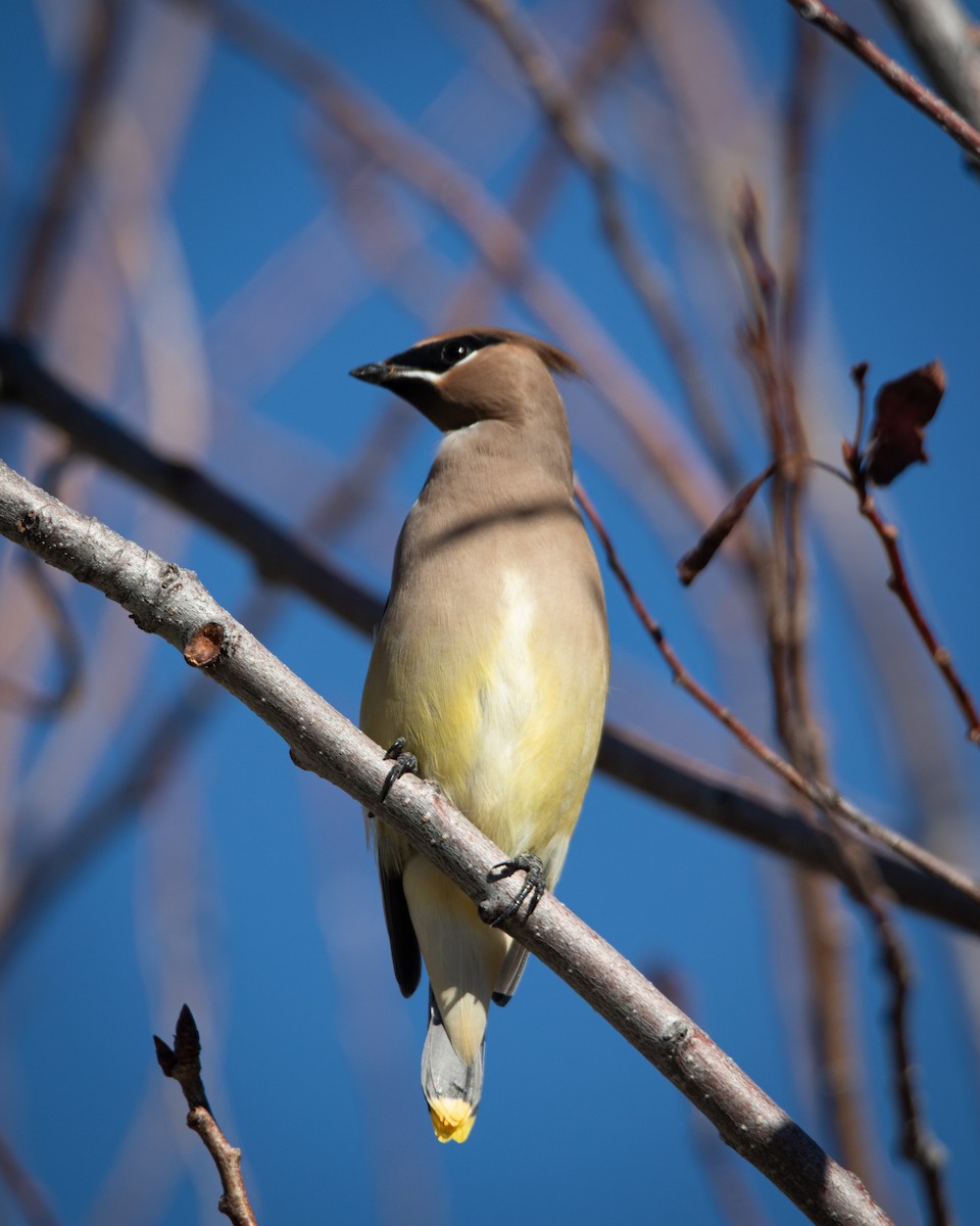 Cedar Waxwing - ML644928618