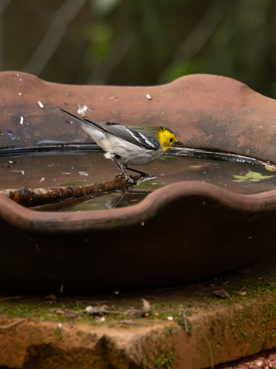 Paruline à tête jaune - ML644928620