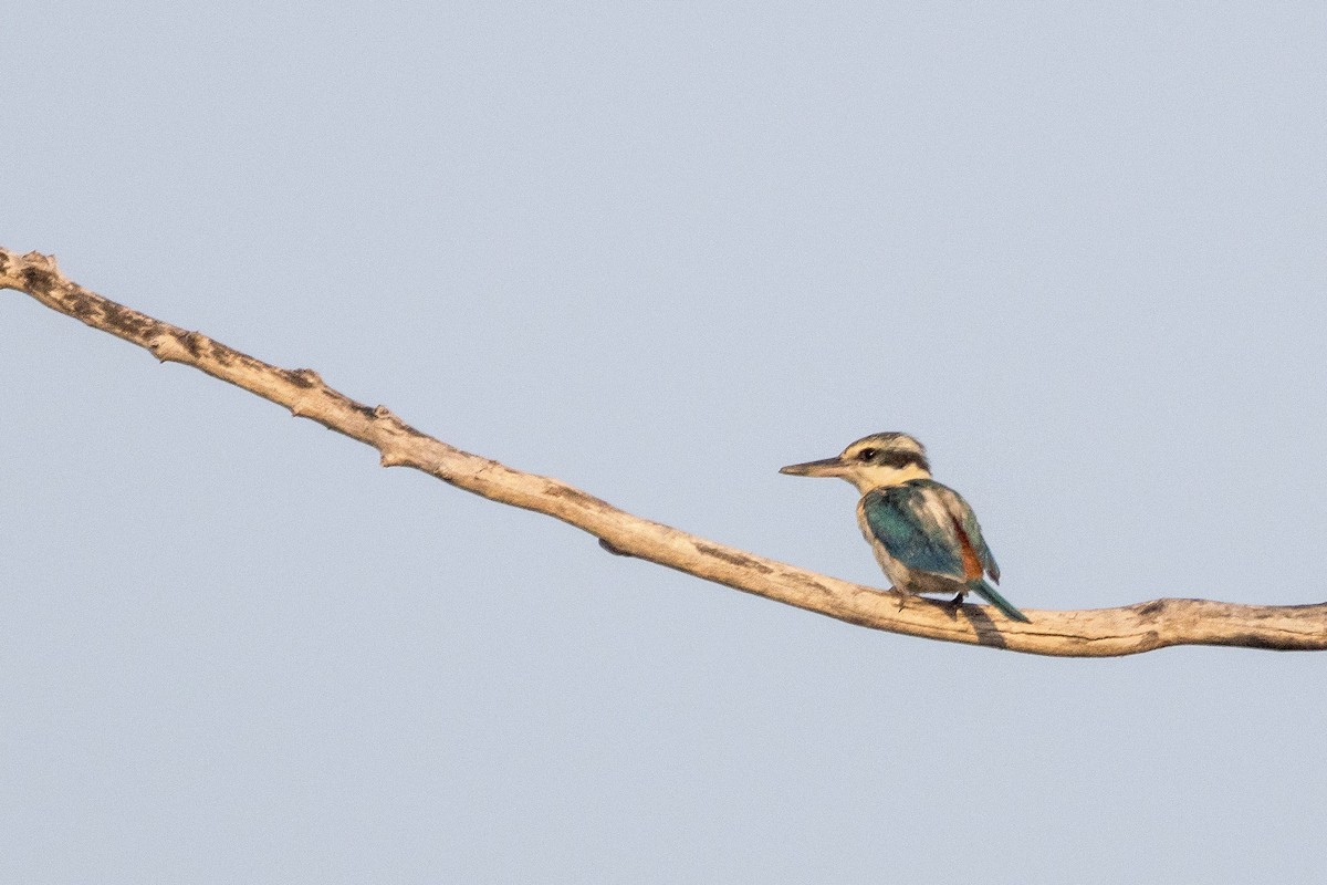 Red-backed Kingfisher - ML644928638