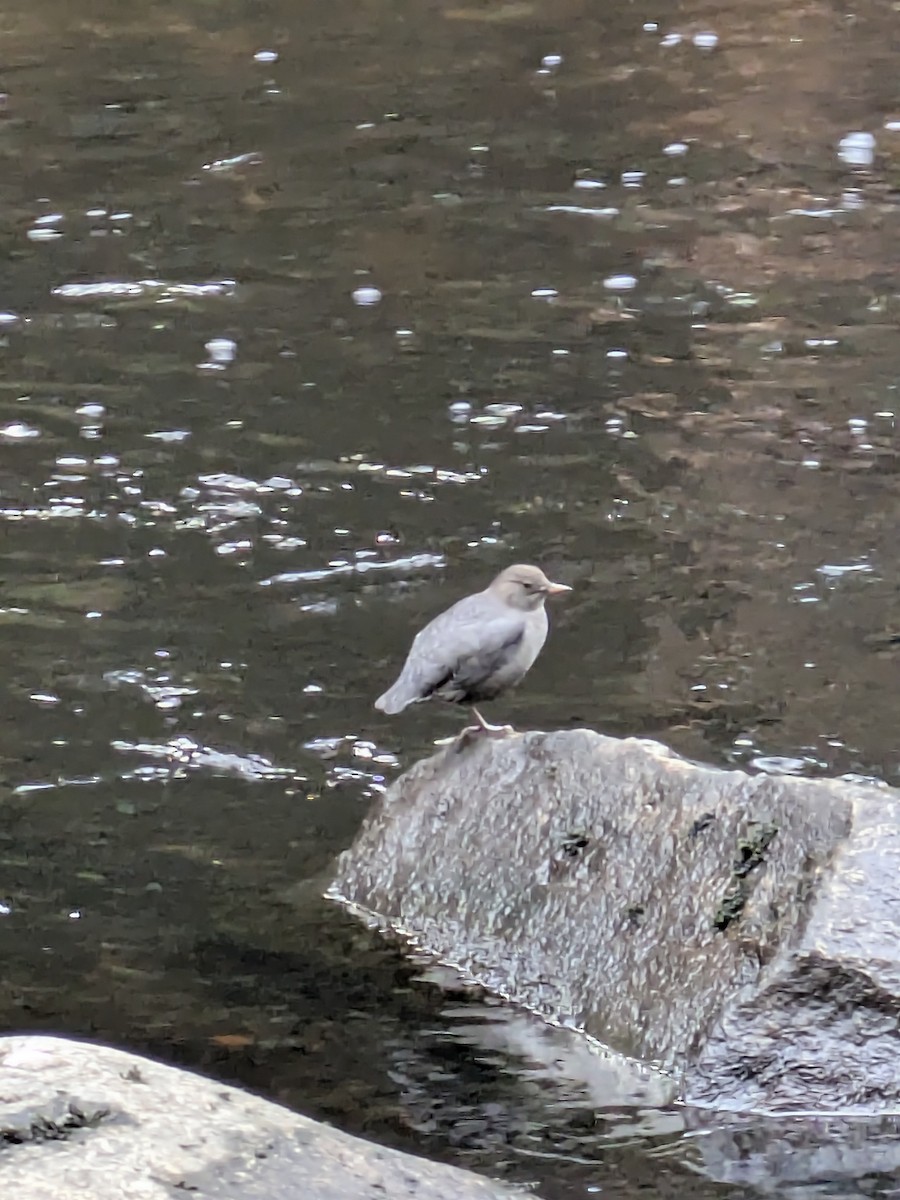 Пронурок сірий - ML644928641