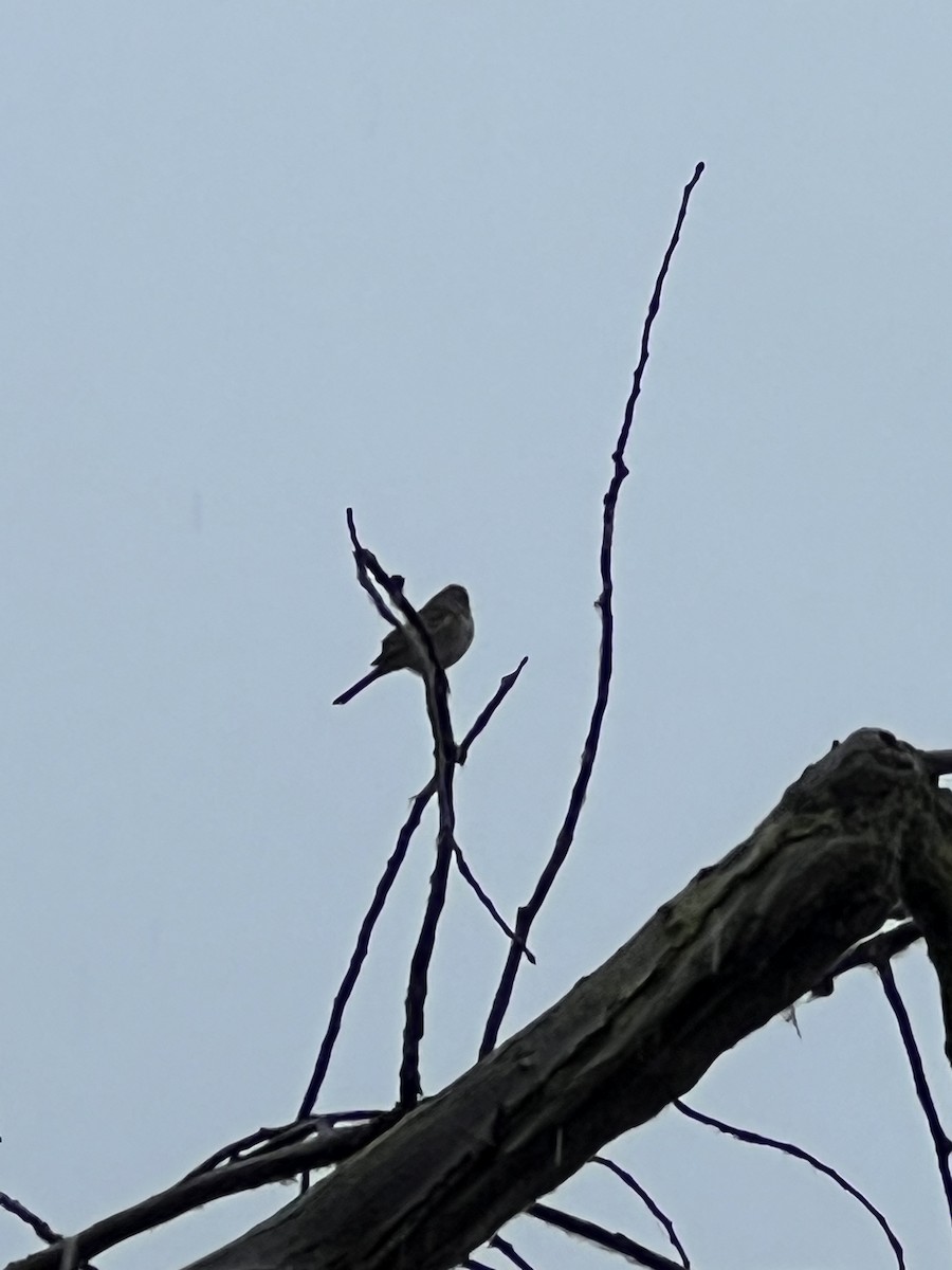 American Tree Sparrow - ML644928648