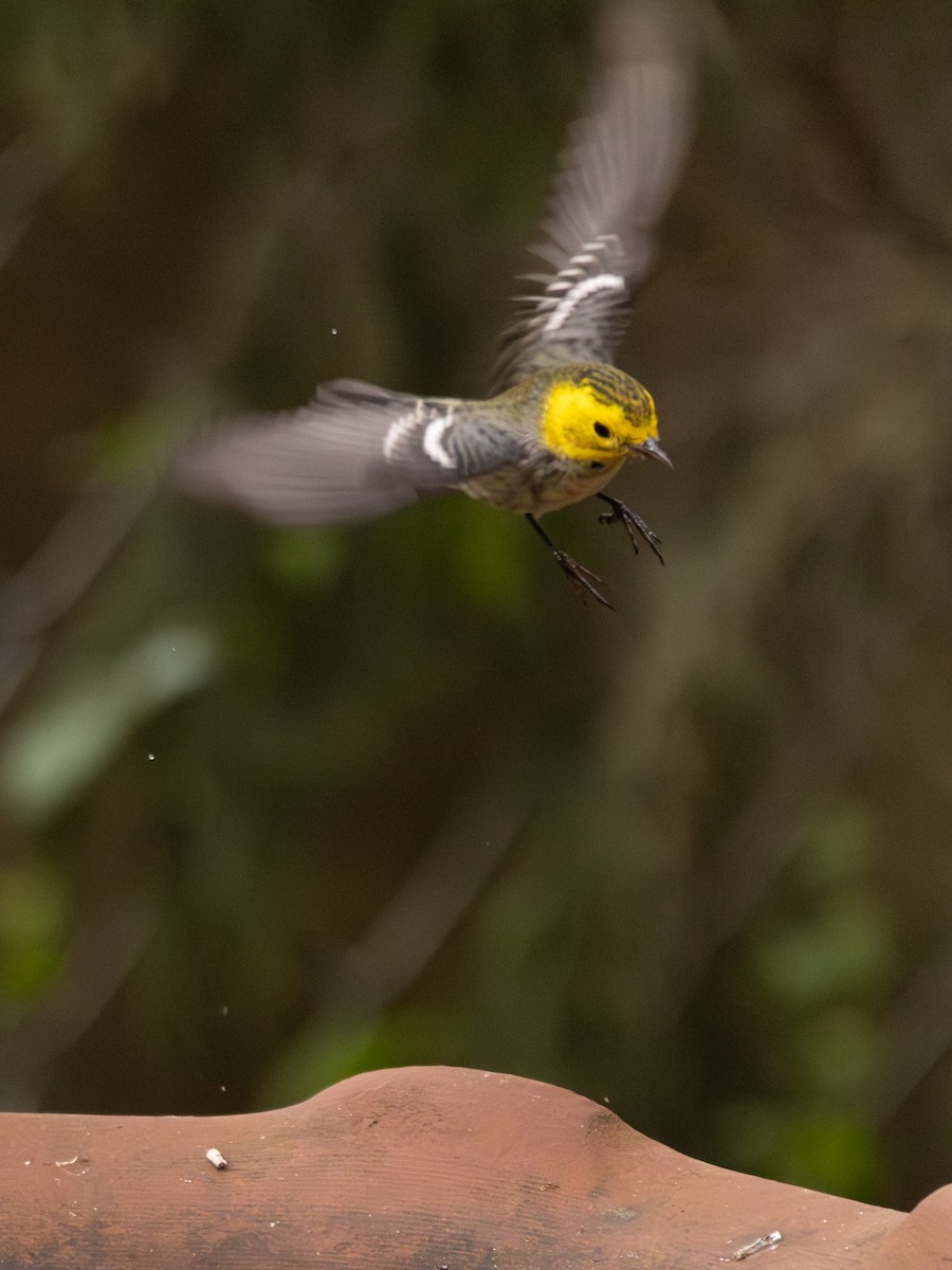 Paruline à tête jaune - ML644928661