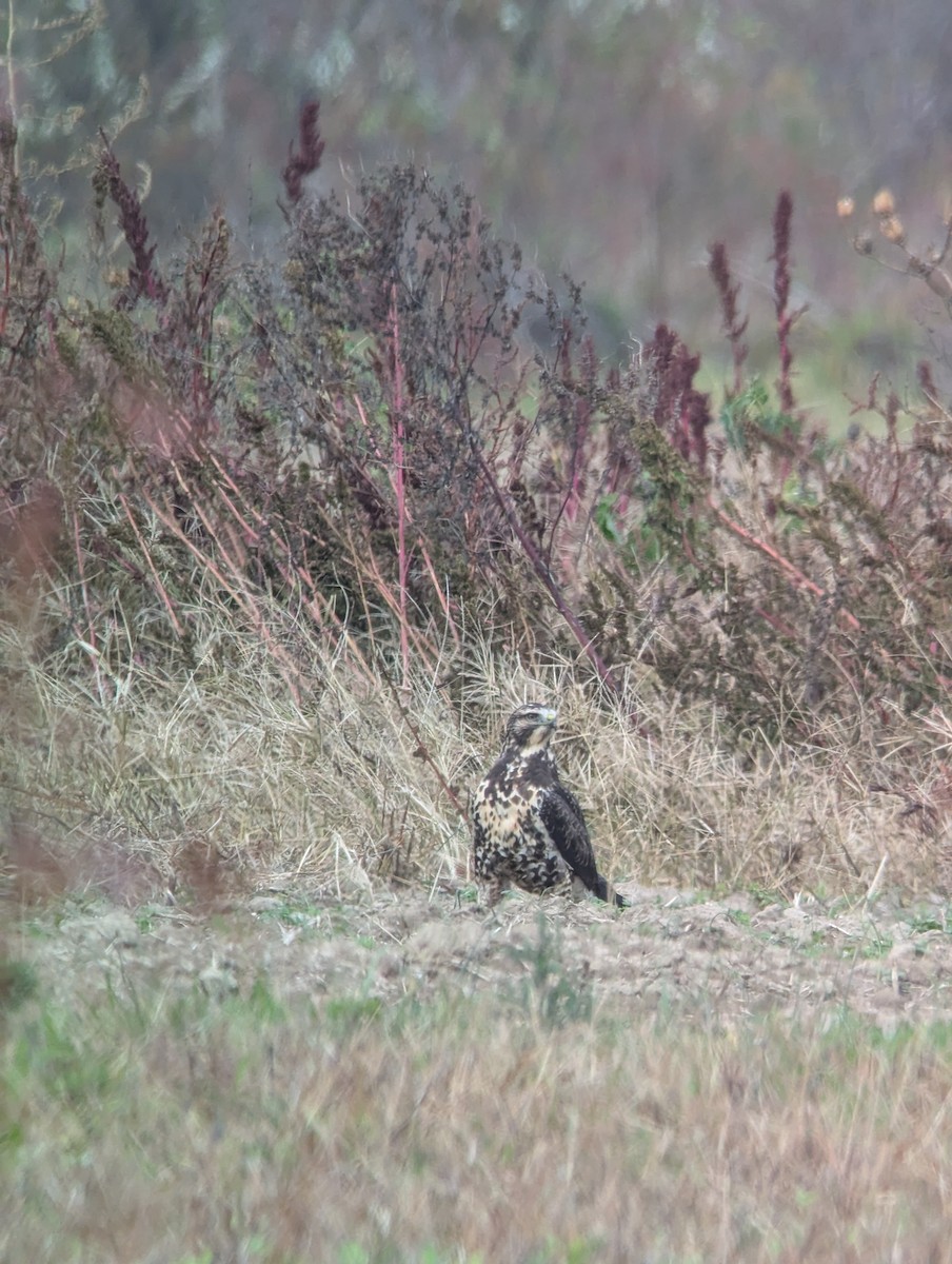 Swainson's Hawk - ML644928662