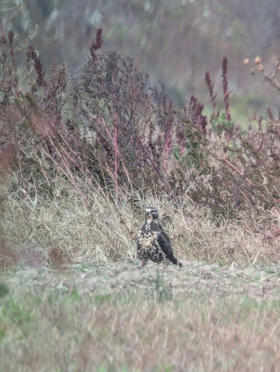 Swainson's Hawk - ML644928664