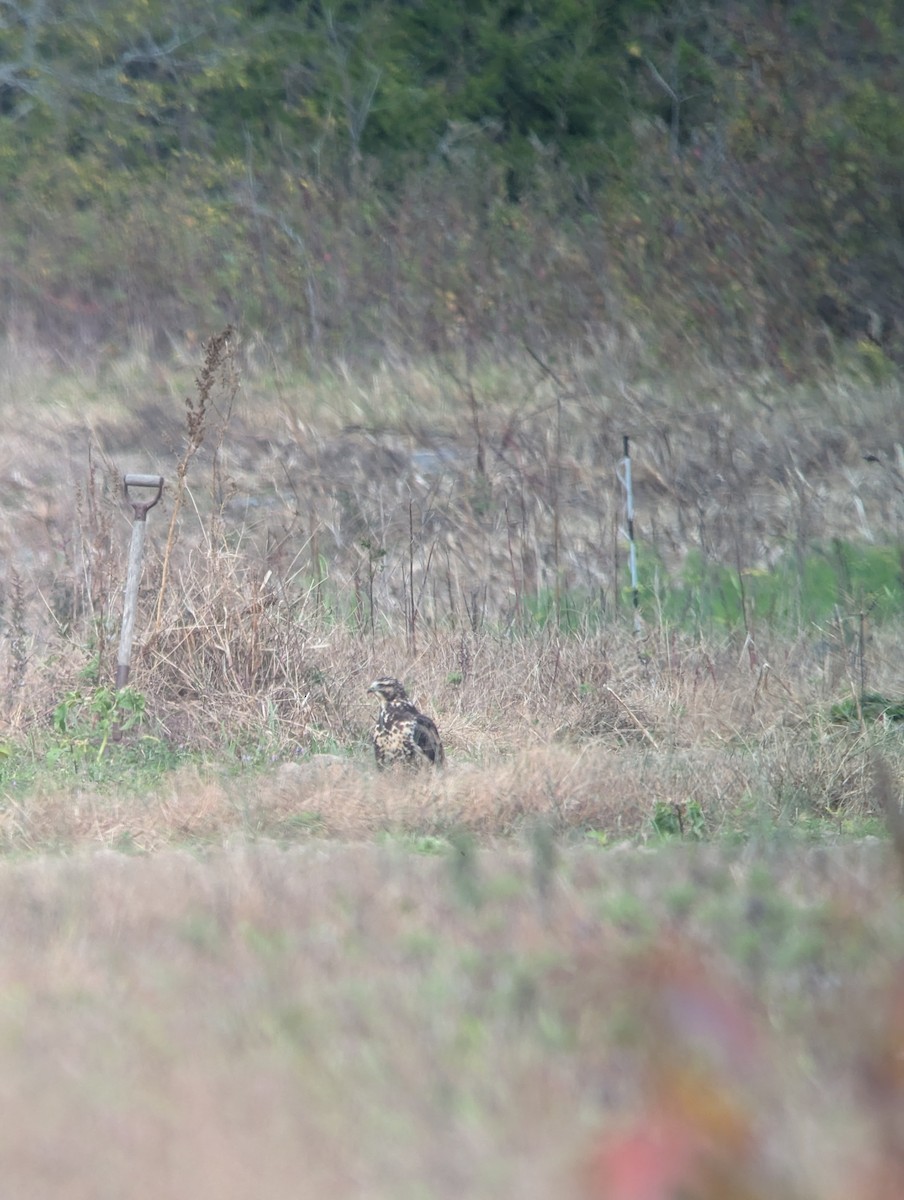 Swainson's Hawk - ML644928665