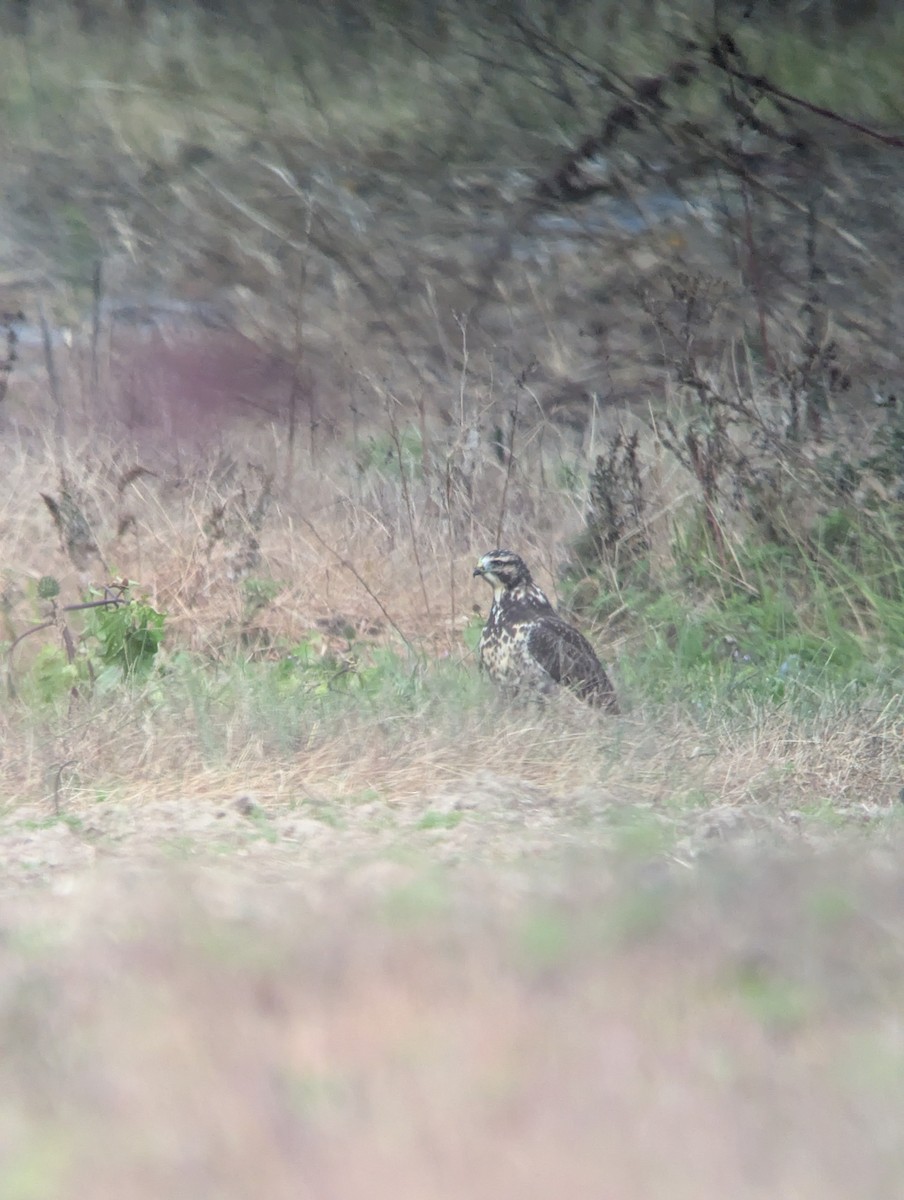 Swainson's Hawk - ML644928666