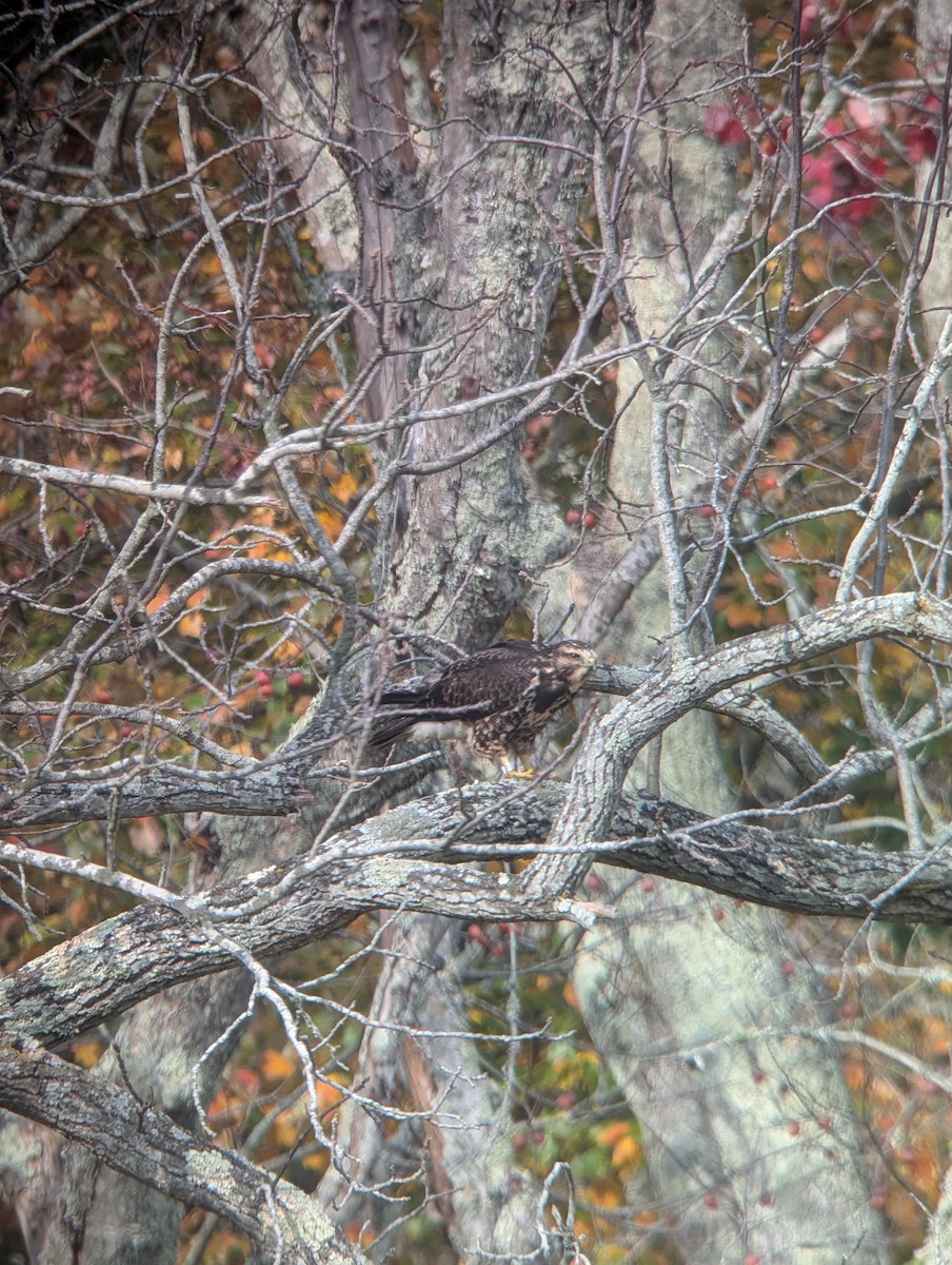 Swainson's Hawk - ML644928667