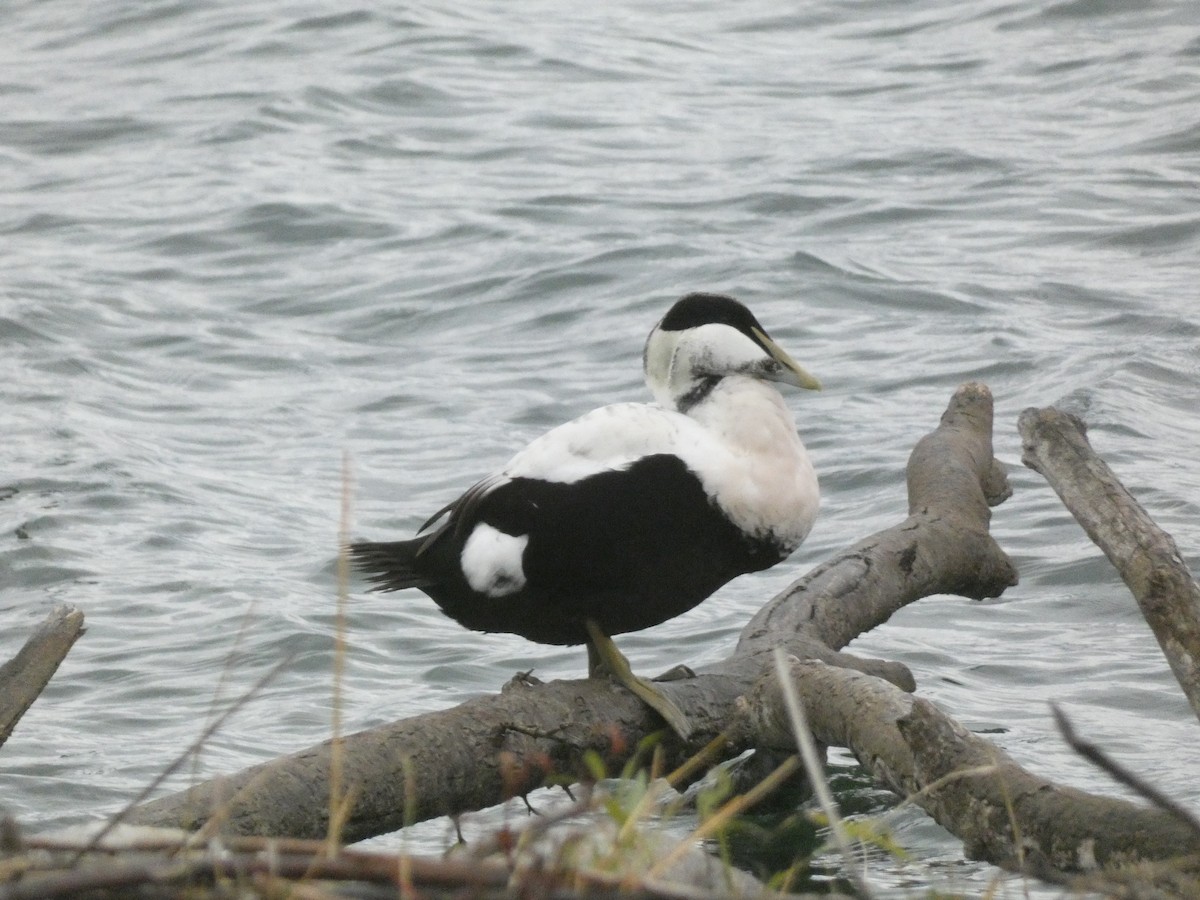 Common Eider - ML644928685