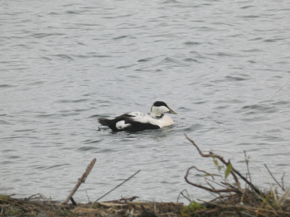Common Eider - ML644928686