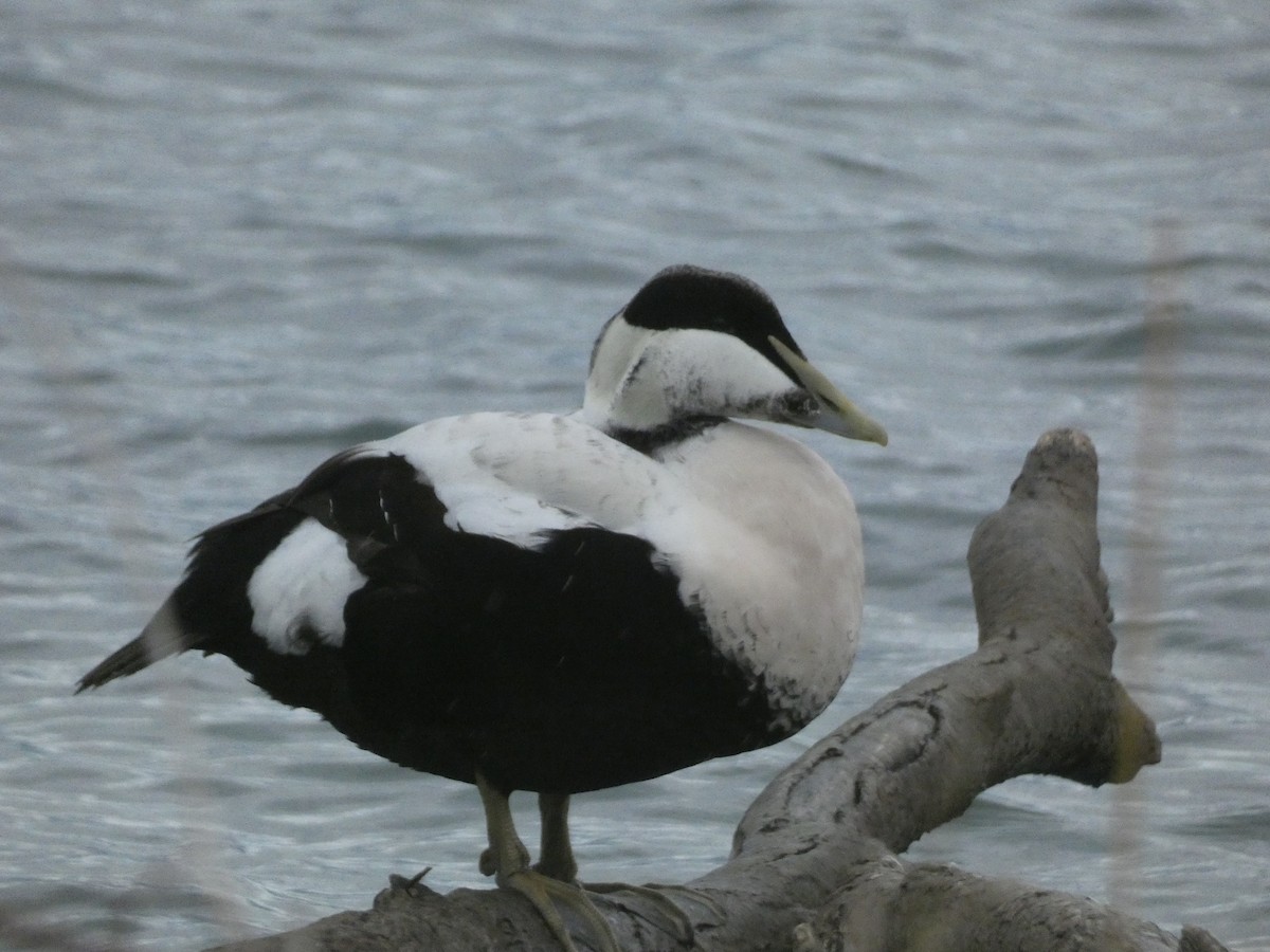 Common Eider - ML644928687