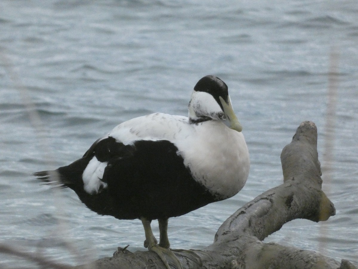 Common Eider - ML644928688