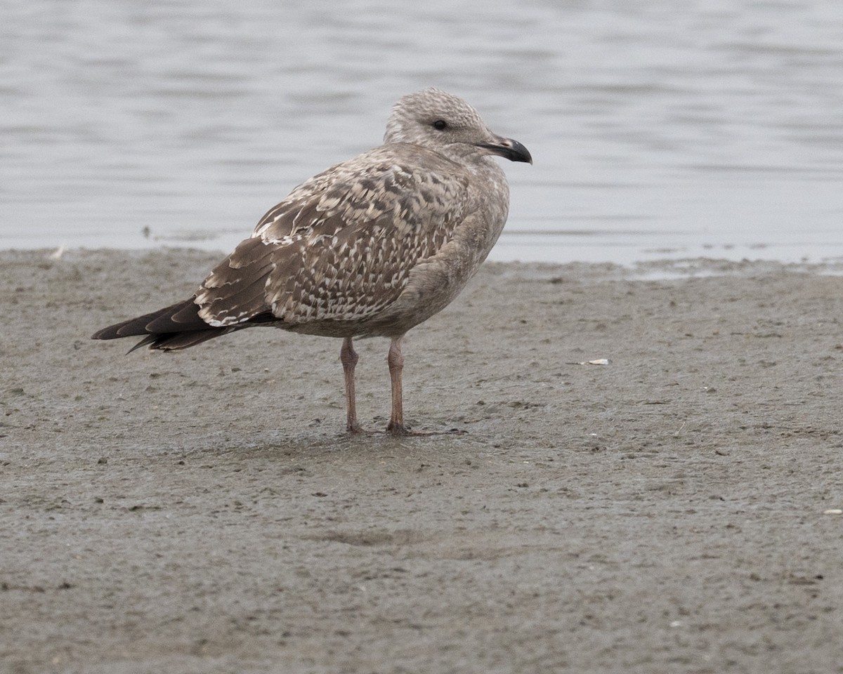 racek mořský - ML644928692