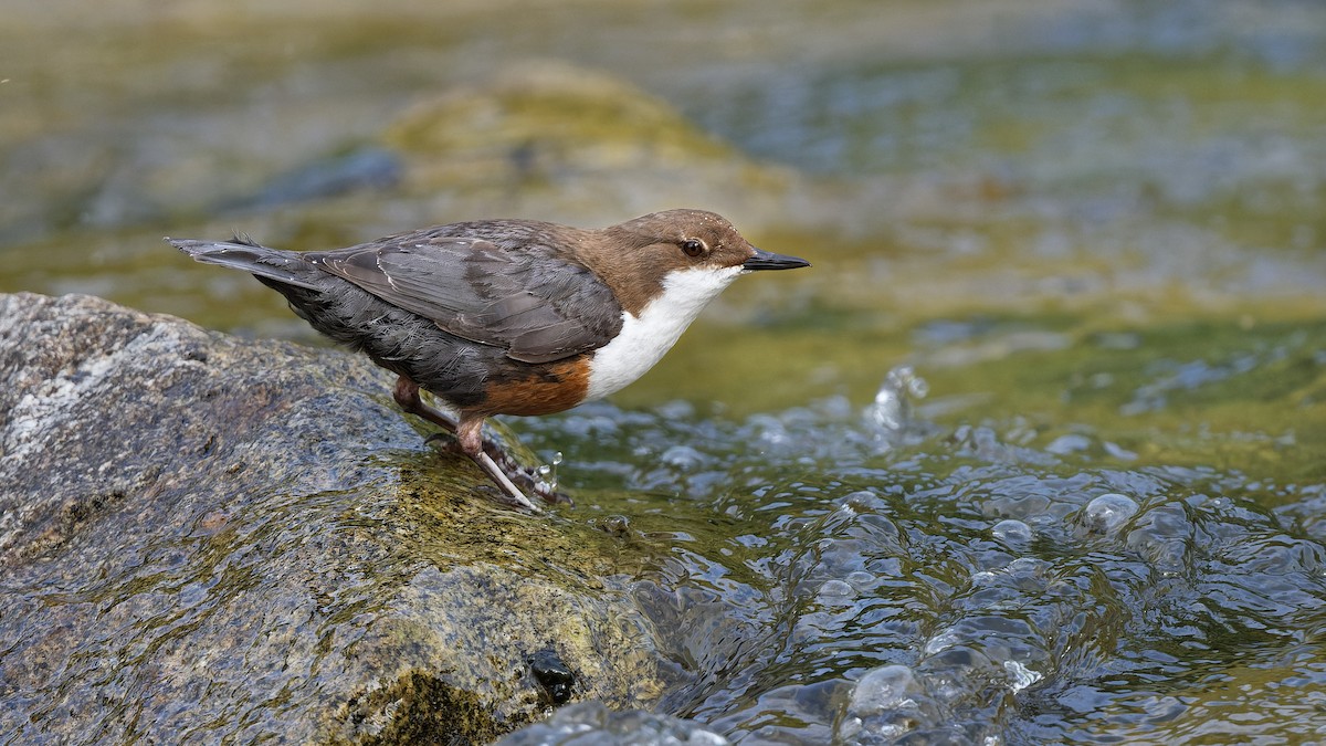 אמודאי הנחלים - ML644928734