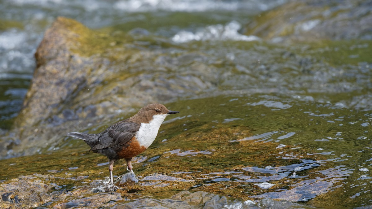 אמודאי הנחלים - ML644928736