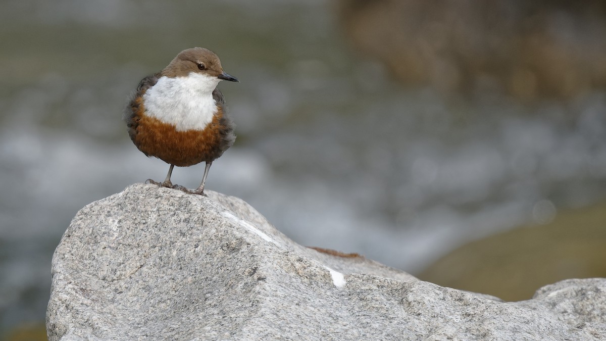 אמודאי הנחלים - ML644928737