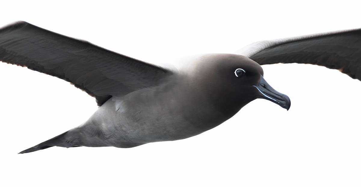 Albatros hauskara - ML644928769