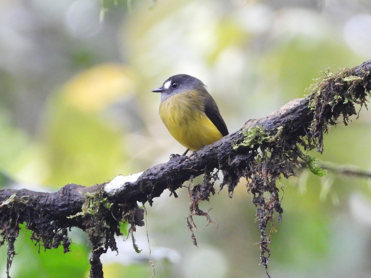 Ornate Flycatcher - ML644928806