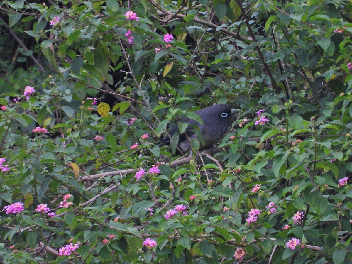 Синеглазая малкоа - ML644928814